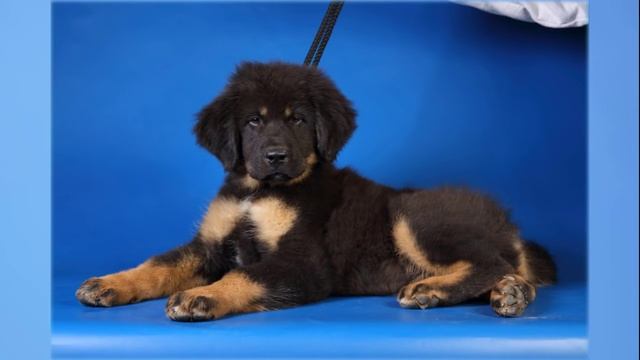 тибетский мастиф купить цена