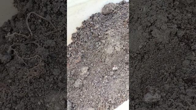 12.03.24 Укоренение черенков винограда. смотреть онлайн