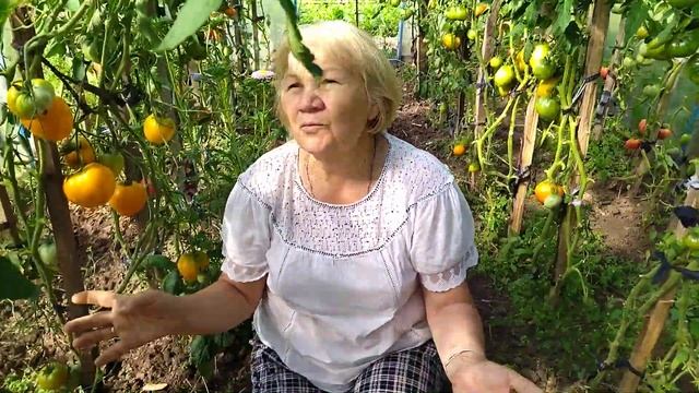 СРАВНИМ? СОРТА ТОМАТОВ "ЖЕЛТОЕ СЕРДЦЕ" и "ЗОЛОТОЙ КОРОЛЬ" смотреть онлайн