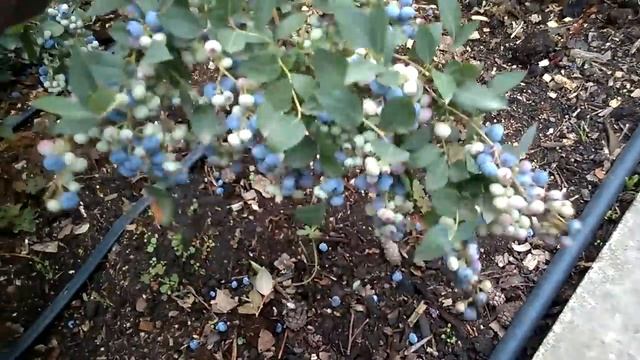 Что такое перегруз голубики . смотреть онлайн