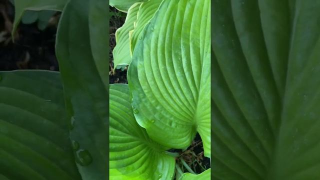 Хоста фран годфрей (хоста fran godfrey) смотреть онлайн