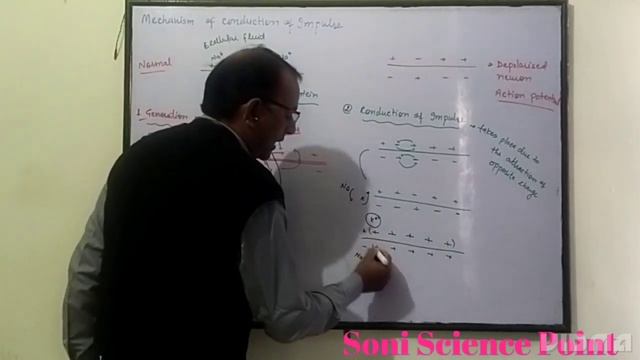 Neural control & coordi. (Part-8) Mech. & cond. of impluse#sonibiology смотреть онлайн