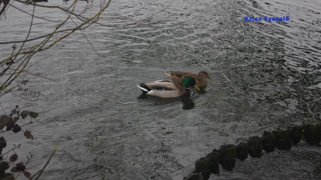 Sony Alpha 290 Slideshow смотреть онлайн