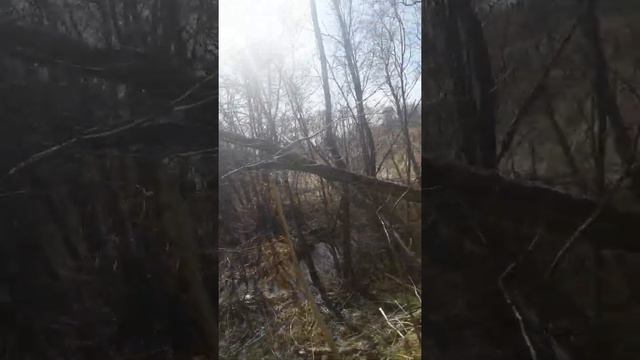 Первоцвет Хохлатка