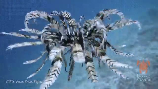 Это лучше успокоительного смотреть онлайн