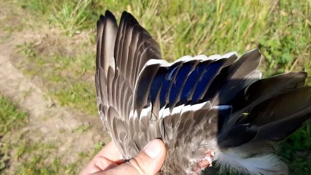 Изменения цвета "зеркальца" утки, в зависимости от угла падения солнечного света. смотреть онлайн