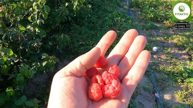 СМОТРЕТЬ только тем, кто выращивает малину. Малина Квели - что произошло с ягодой за месяц? смотреть онлайн