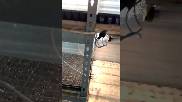 выращивание салата зимой через рассаду от А до Я.Первые всходы. включение досветки. смотреть онлайн