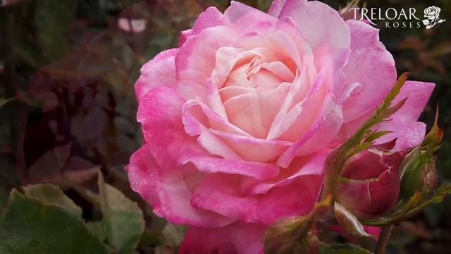 Beautiful Girl - Rose смотреть онлайн