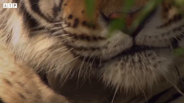 Tiger Attack and Eat Deer - Animal Fighting | ATP Earth смотреть онлайн
