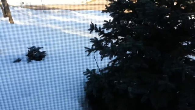 Turkey hiding under our tree! смотреть онлайн