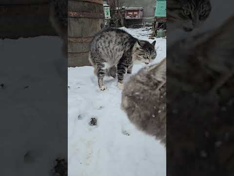 Когда Кот Почувствовал Поддержку смотреть онлайн