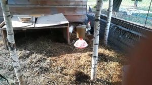 Курица-наседка расклевала собственных цыплят