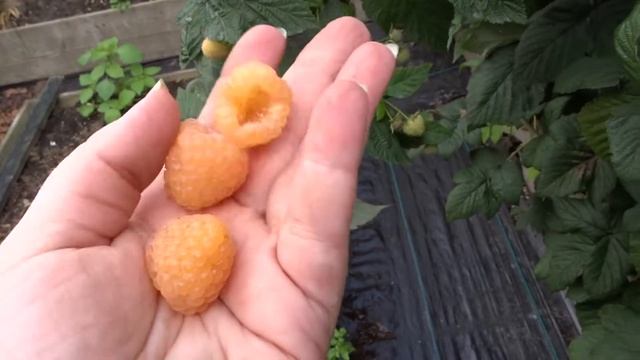 Малина ремонтантная "Fallgold", Фолголд смотреть онлайн