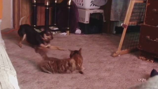 dog playing with cat in heat смотреть онлайн