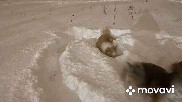 Зима-2024. Снег. Много снега!!! смотреть онлайн