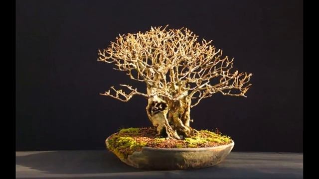 Ligustrum ovalifolium / Privet bonsai #6 смотреть онлайн