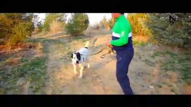 Топ 5 лучших туркменских Алабаев Нашего времени/Туркменские Алабаи этого десятилетия смотреть онлайн