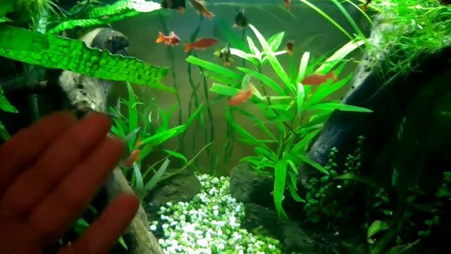Эксплуатация JEBO 110L. + Куда уходит грунт? (Добавляем) смотреть онлайн