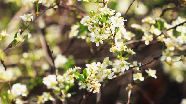 Молодая вишня цветет в лесу | Футажи красивая природа [FullHD] смотреть онлайн