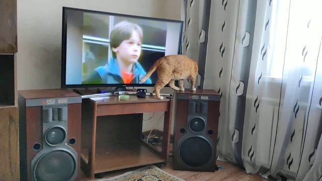 Кот меломан