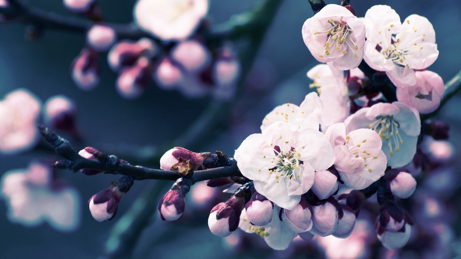 Красивая Музыка [Виолончель, Скрипка, Фортепиано и Арфа] смотреть онлайн