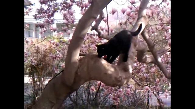 Bombay Cats Dayz & Two Spring 2011 magnolia tree climbing смотреть онлайн