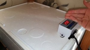 Инкубация яиц эублефара