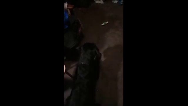 Ризеншнауцер Лорри. Комплекс с хвоста