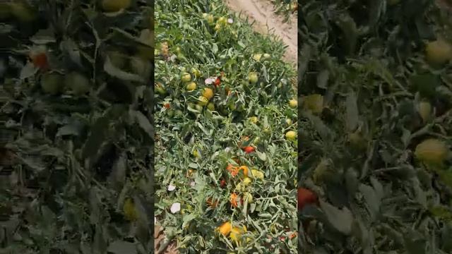 томат Heinz 9997 24.07.2022 смотреть онлайн