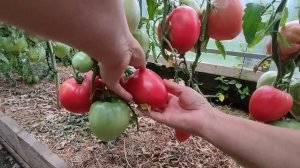 Сорт томата - Гребень розовый ?