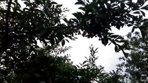 Вишня тургеневка