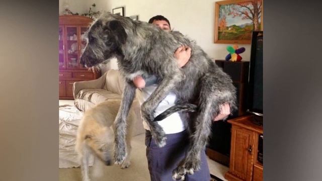 BEST OF IRISH WOLFHOUND - THE GIANT DOG BREED