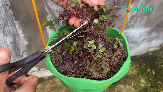 Thiết kế chậu trồng hoa hai tầng tuyệt đẹp | Planting decorative hanging plants смотреть онлайн