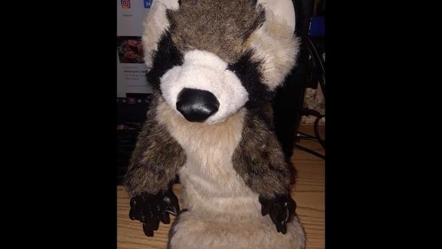 Adoption Story Of Ricky Raccoon