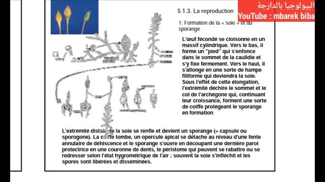cours cormophytes partie 2 - les bryophytes - смотреть онлайн