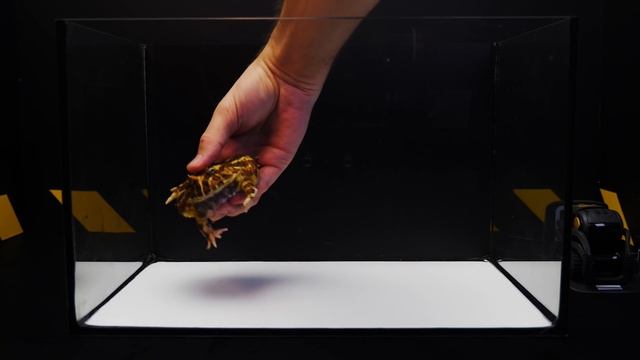 WHAT HAPPENS, IF THE ANKI VECTOR ROBOT SEES A BIG TOAD? ARTIFICIAL INTELLIGENCE VS TOAD смотреть онлайн