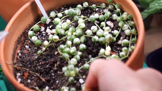 Вариегатный крестовник роули через полгода. Темпы роста смотреть онлайн