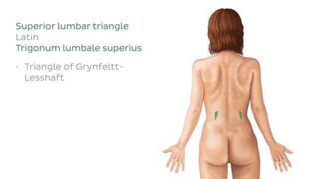 Области спины и ягодиц - Анатомия человека | Kenhub смотреть онлайн