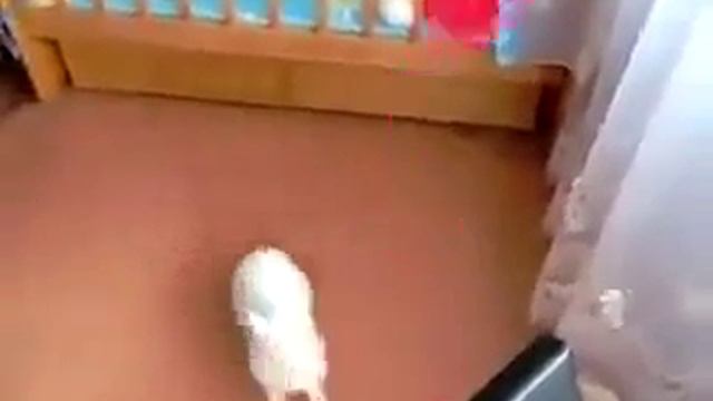 Кролик чуть не обос.. обкакался!!! смотреть онлайн