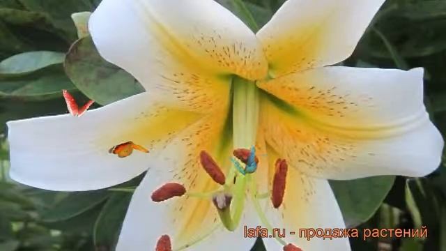 Лилия от-гибрид Мистер Фисташ ? лилия Мистер Фисташ обзор: как сажать луковицы лилии Мистер Фисташ смотреть онлайн