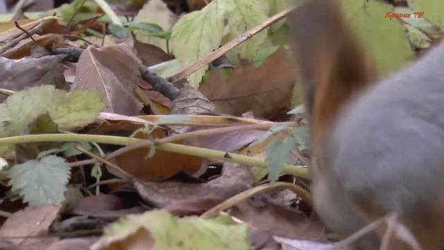 Ручные белки.. г. Колпино смотреть онлайн