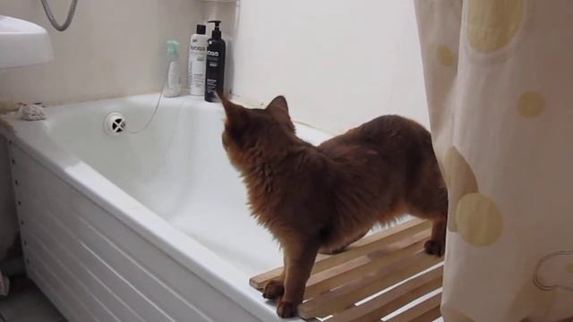 Маркошка и вода. Первые шаги смотреть онлайн