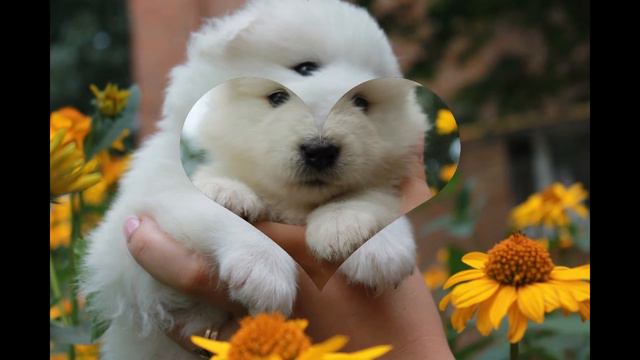 Щенки самоедской лайки Samoiedskaia Sabaka 2 смотреть онлайн