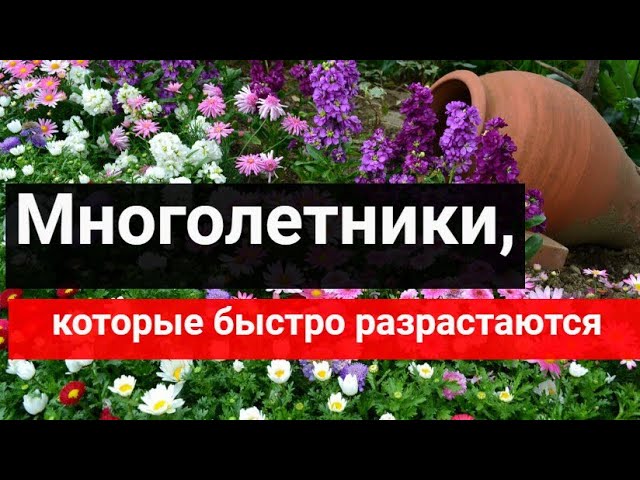 Многолетники, которые быстро разрастаются и легко размножаются смотреть онлайн