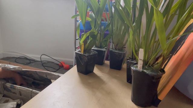 Carmelas Orchid Haul came in June 2021, birthday gift, can't get any better смотреть онлайн