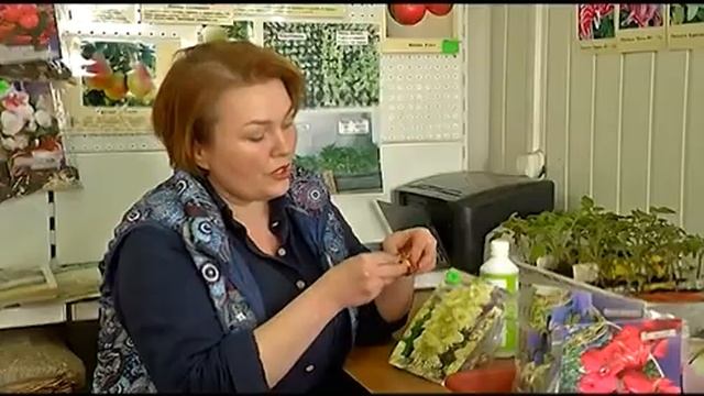 ЛУКОВИЦЫ МНОГОЛЕТНИКОВ