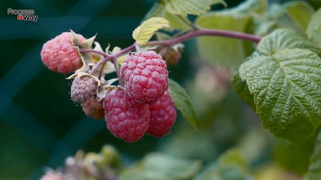 В ИЮЛЕ ПОЛЕЙТЕ ЭТИМ МАЛИННИК ВАС ЗАВАЛИТ КРУПНОЙ ЯГОДОЙ! ЛУЧШЕЕ УДОБРЕНИЕ ДЛЯ МАЛИНЫ В ИЮЛЕ смотреть онлайн