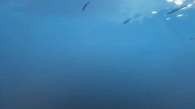 Stranded Deep Прохождение На Русском #7 — НАШЛИ ЛАСТЫ смотреть онлайн