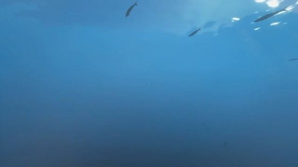 Stranded Deep Прохождение На Русском #7 — НАШЛИ ЛАСТЫ